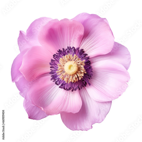 purple anemone flower isolated on transparent background,transparency  © SaraY Studio 