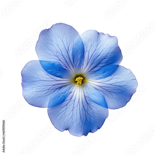 Blue primrose isolated on transparent background,transparency 