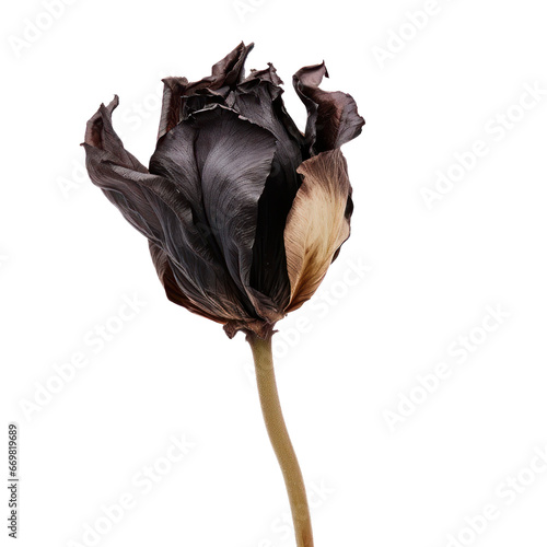 Dried black tulip isolated on transparent background,transparency 