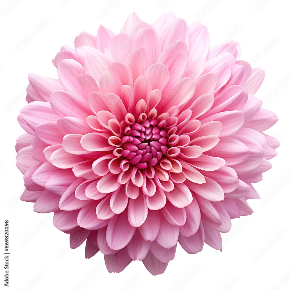 Pink chrysanthemum isolated on transparent background,transparency 