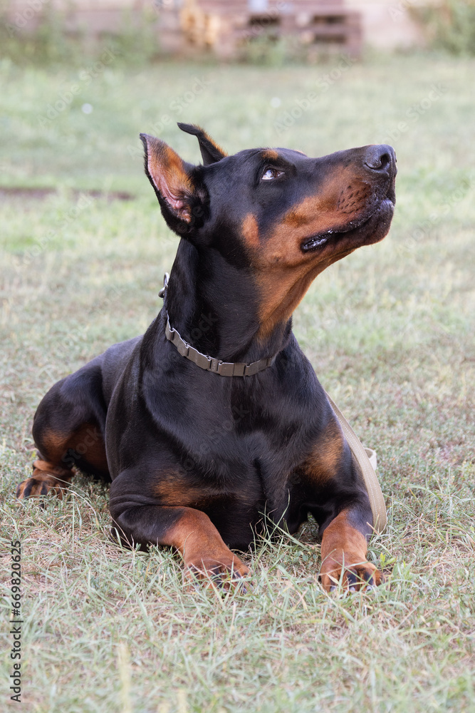 Doberman Pinscher outdoors at park. beautiful female dobie outside at sunset. Small crop ears with chain. Black and rust, tan dog outside. purebred dog portrait