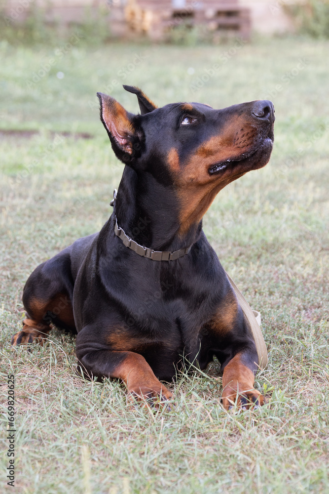 Doberman Pinscher outdoors at park. beautiful female dobie outside at sunset. Small crop ears with chain. Black and rust, tan dog outside. purebred dog portrait Doberman Pinscher outdoors at park. beautiful female dobie outside at sunset. Small crop ears with chain. Black and rust, tan dog outside. purebred dog portrait