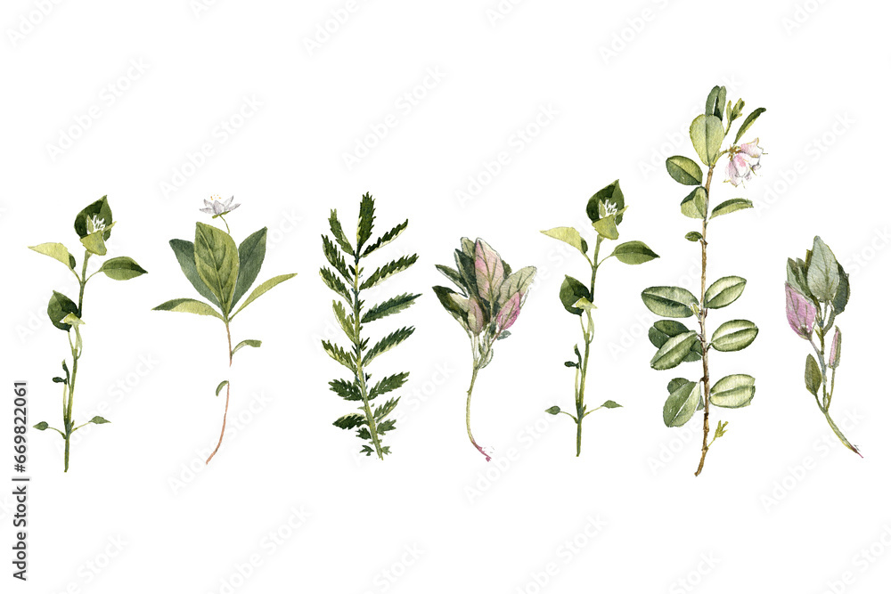 Fototapeta premium watercolor drawing plants and flowers, isolated at white background, natural elements, hand drawn botanical illustration