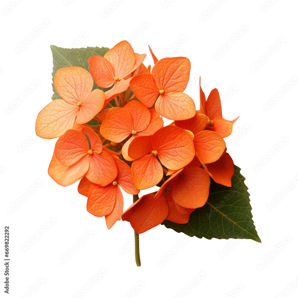 Orange hydrangea flower blossom isolated on transparent background,transparency 