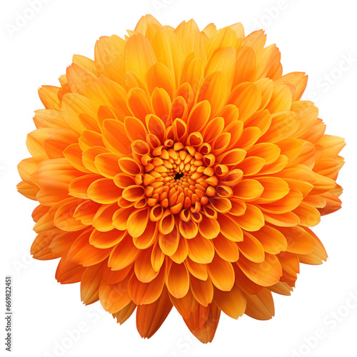 Orange chrysanthemum isolated on transparent background transparency 