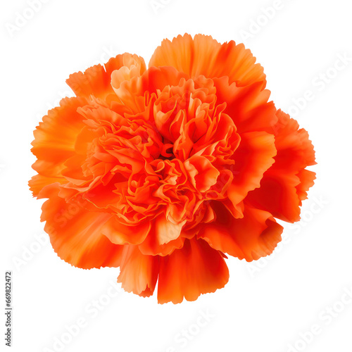 Orange carnation flower blossom isolated on transparent background,transparency 