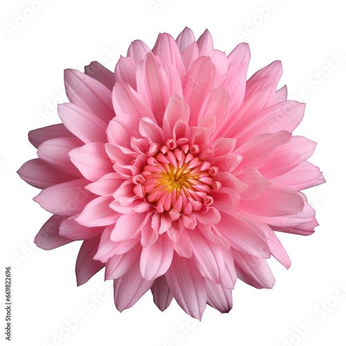 pink chrysanthemum isolated on transparent background transparency 