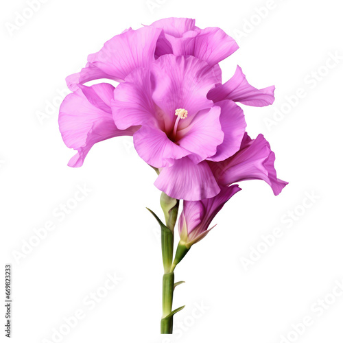 Violet,purple gladiolus flower blossom isolated on transparent background,transparency 