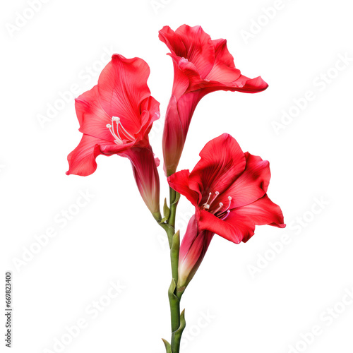 Red gladiolus flower isolated on transparent background transparency 