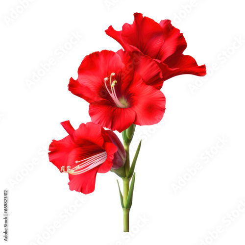 Red gladiolus flower isolated on transparent background transparency 
