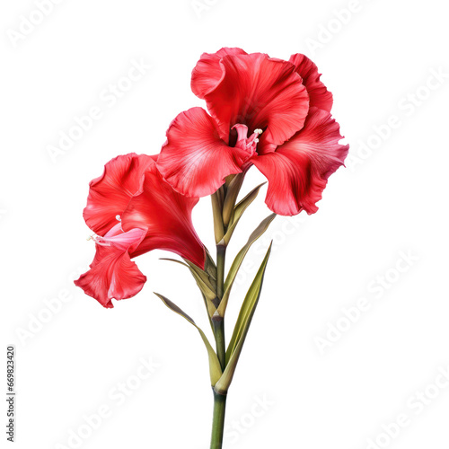 Red gladiolus flower isolated on transparent background,transparency 