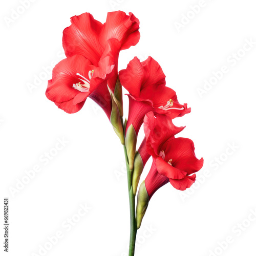 Red gladiolus flower isolated on transparent background,transparency 