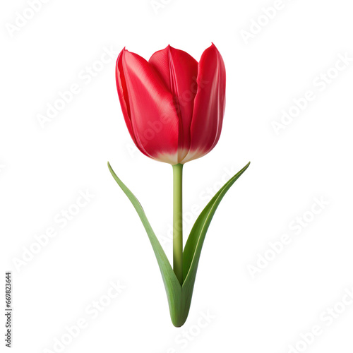 Red tulip isolated on transparent background transparency 