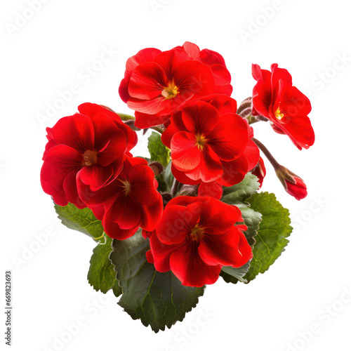 red primrose isolated on transparent background,transparency 