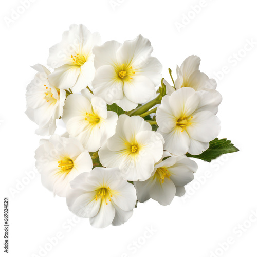 White primrose isolated on transparent background,transparency 
