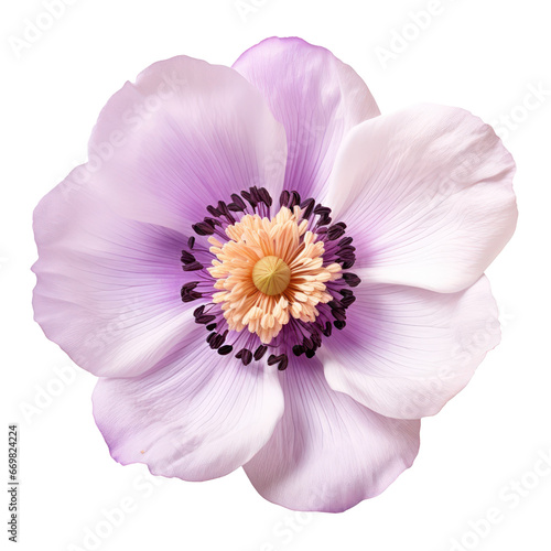 White and purple anemone blossom isolated on transparent background transparency 