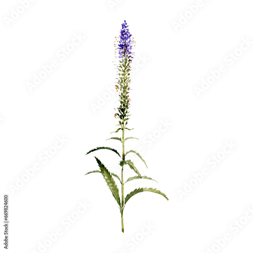 watercolor drawing plant of spiked speedwell with leaves and flowers isolated at white background, Veronica spicata , natural element, hand drawn botanical illustration photo