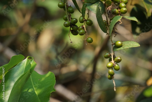 Bridelia stipularis is a perennial evergreen climber that grow over hedges and bushes and sometimes on bigger trees photo