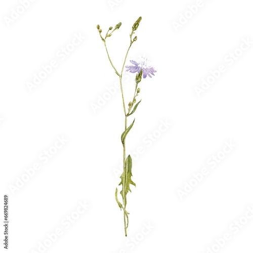 watercolor drawing plant of Siberian lettuce with leaves and flowers isolated at white background, Lactuca sibirica,, natural element, hand drawn botanical illustration