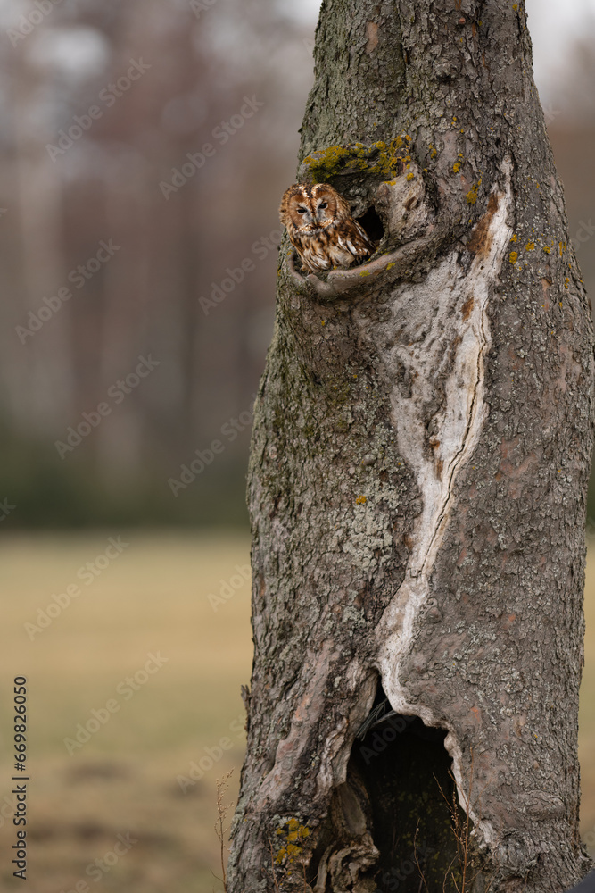 Obraz premium Autumn in nature with an Tawny owl (Strix aluco) sits on a tree trunk apple tree on a nest hole. Portrait of a owl in the nature habitat.