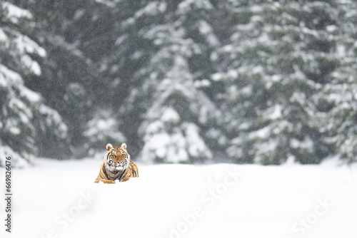 Siberian tiger (female, Panthera tigris altaica) in beautiful habitat. A dangerous beast in its natural habitat. In the forest in winter, it is snow and cold.