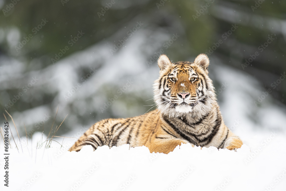 Obraz premium Siberian tiger (female, Panthera tigris altaica) in beautiful habitat. A dangerous beast in its natural habitat. In the forest in winter, it is snow and cold.