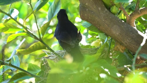 Blackbird mum feed chicks baby birds at nest over lemon tree photo