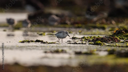 Sanderling wading bird sandpiper foraging along coastal intertidal zone, tele photo