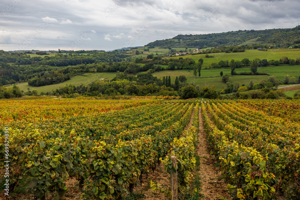 Rows of grapevines at a vineyard in Burgundy, France.