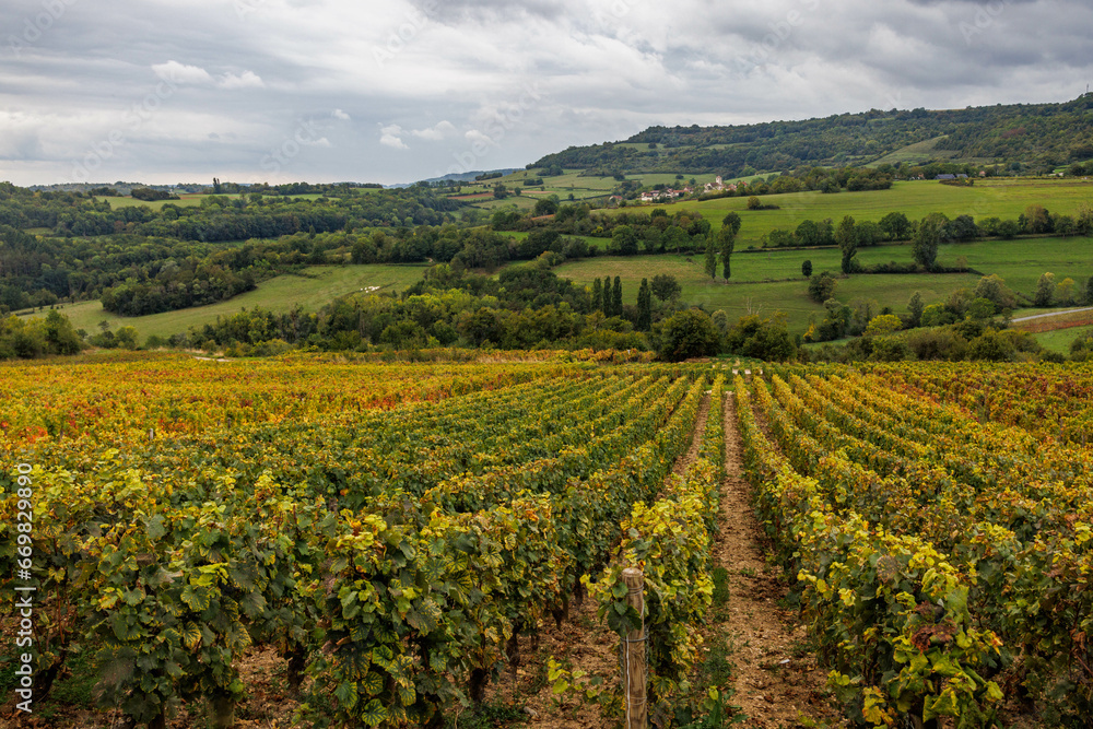 Rows of grapevines at a vineyard in Burgundy, France. Rows of grapevines at a vineyard in Burgundy, France.
