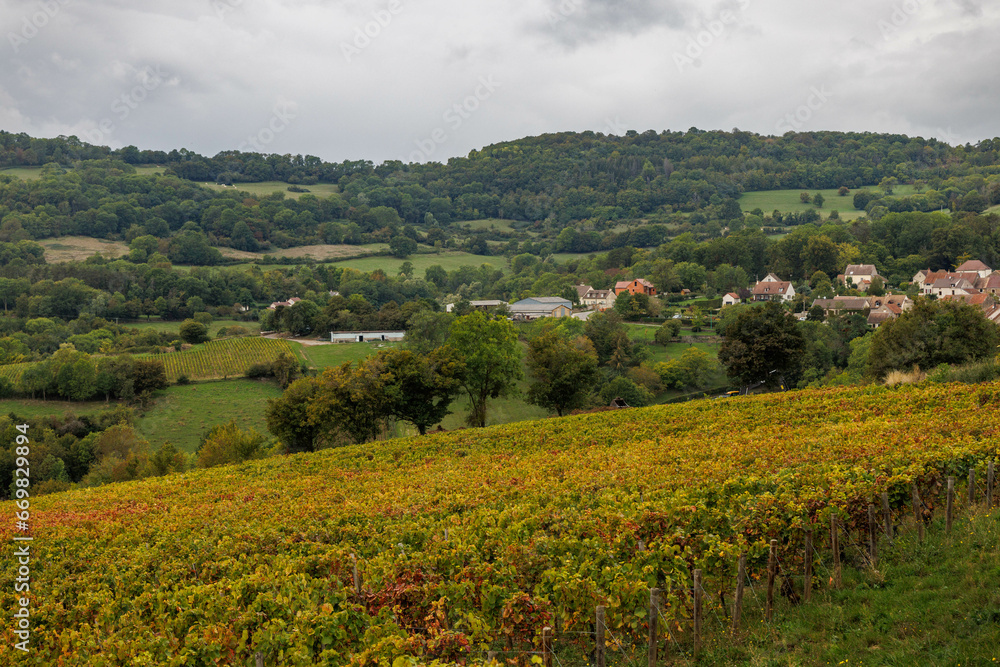 Fototapeta premium Rows of grapevines at a vineyard in Burgundy, France.