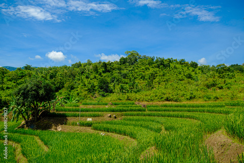 scenery in the middle of rice fields