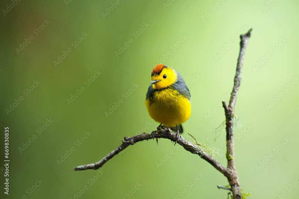Obraz premium Collared Redstart Bird in Panamanian Highlands on Perch