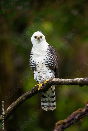 Juvenile Ornate Hawk-eagle Rare Raptor Bird Perching