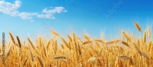 Ripe barley fields in an abundant season