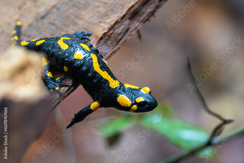 salamander on a tree, salamander in the forest photo