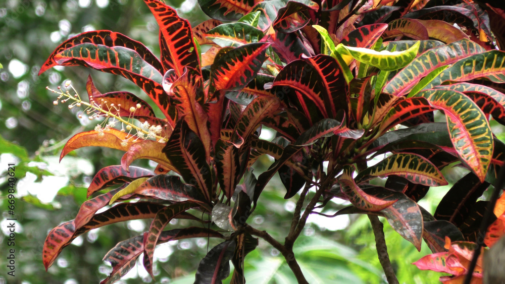Obraz premium Colorful leaves of garden plants