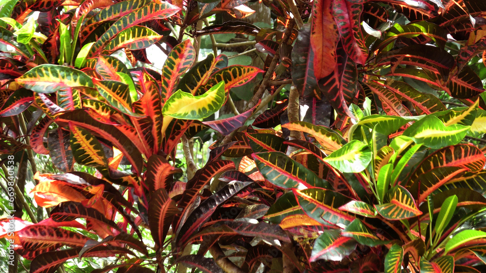 Obraz premium Colorful leaves of garden plants