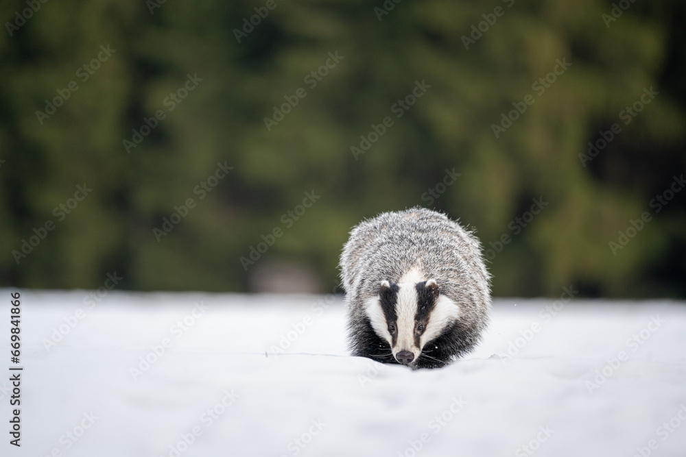 Obraz premium The European badger (Meles meles) walks in a snow winter landscape. Portrait of a badger in the nature habitat.