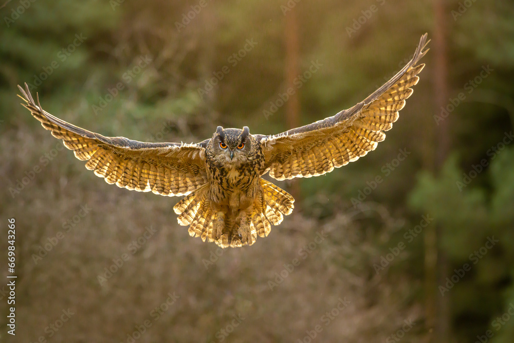 Fototapeta premium Autumn in nature with an Eurasian eagle-owl (Bubo bubo), flies in a spruce forest. Portrait of a owl in the nature habitat. 