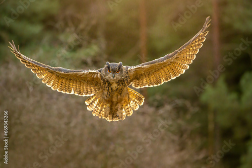 Autumn in nature with an Eurasian eagle-owl (Bubo bubo), flies in a spruce forest. Portrait of a owl in the nature habitat. 