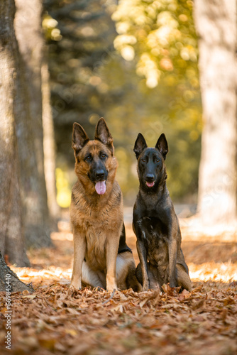 German Shepherd and Belgian Shepherd in the autumn park beautiful dogs
