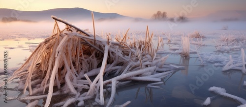 Frozen reed in river Turiec Slovakia
