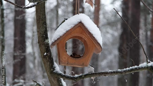 A tit and a nuthatch eat crackers from a feeder in winter in a snowy forest