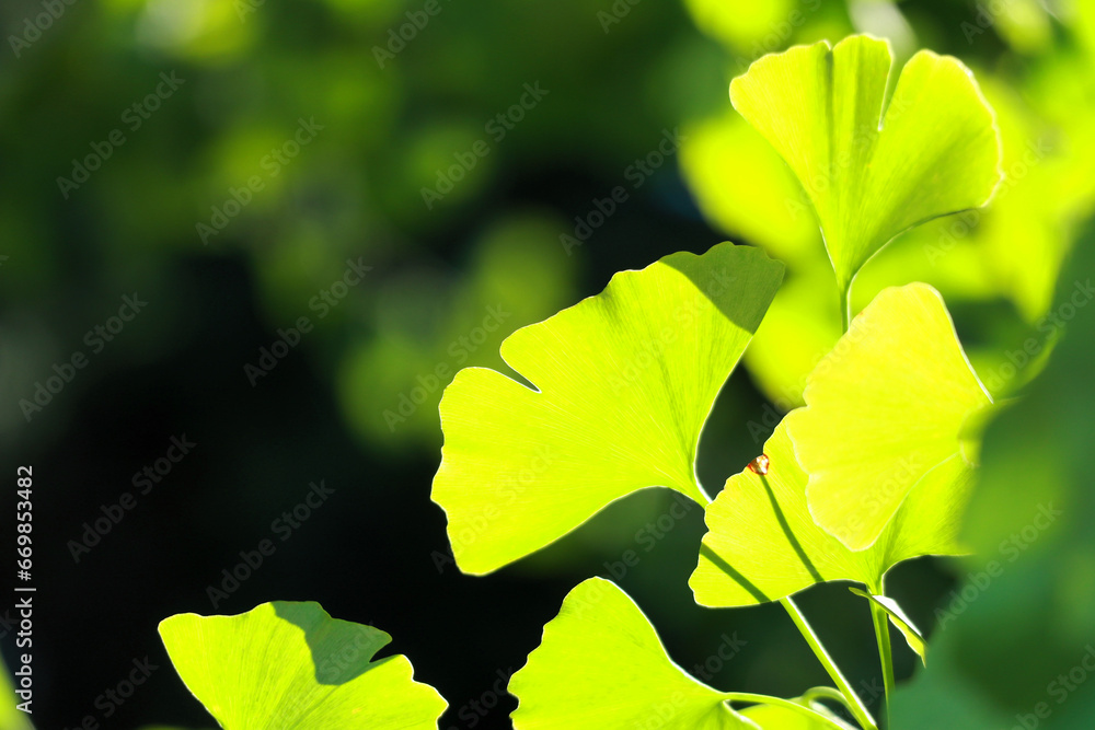 Obraz premium 輝くイチョウの葉