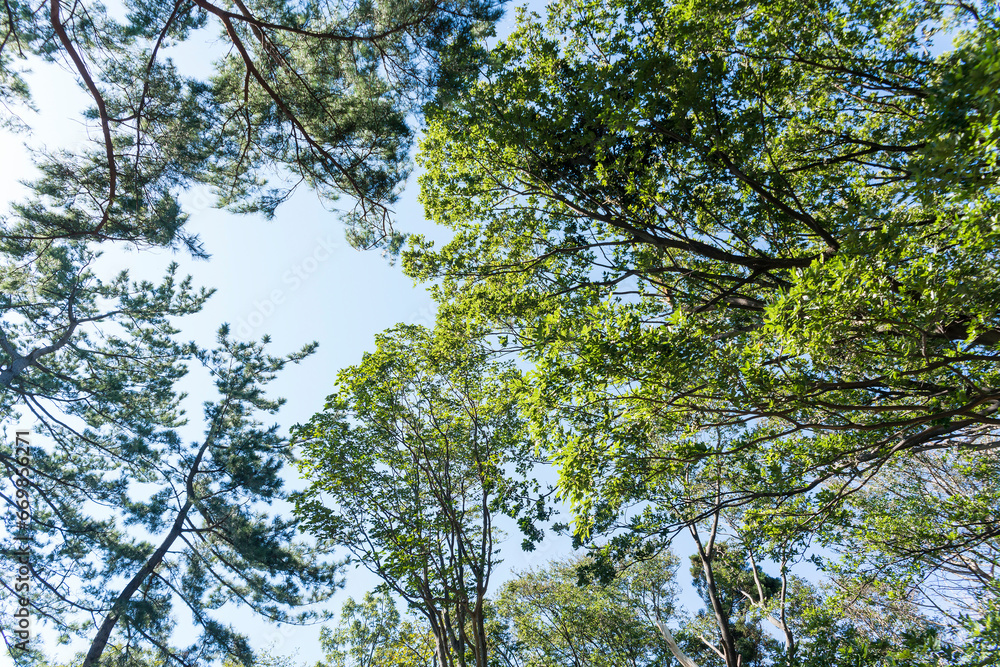 Fototapeta premium 大倉山公園