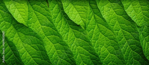 Green leaf as backdrop and pattern