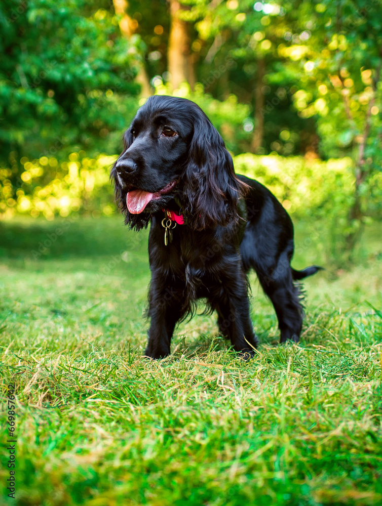 A cocker spaniel puppy stands in the green grass on the background of the park. A black dog has opened its mouth and shows its tongue. The puppy is nine months old. The photo is blurred