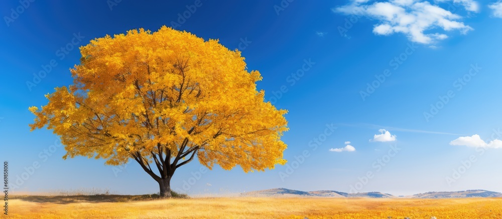 Fall foliage and clear sky