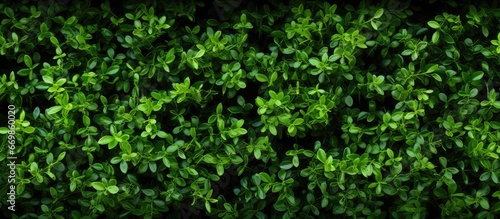 Bushes that have been cut with a green background